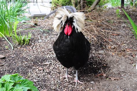 Polish Chickens: The Ultimate Breed Guide | Know Your Chickens