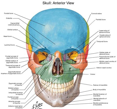 Pencil Munchers: Week 1 : The Head - Skull and Features of the face.