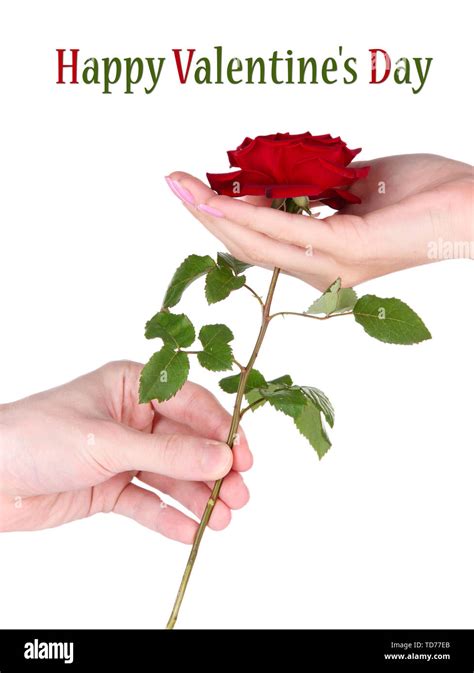 Hand giving rose isolated on white Stock Photo - Alamy