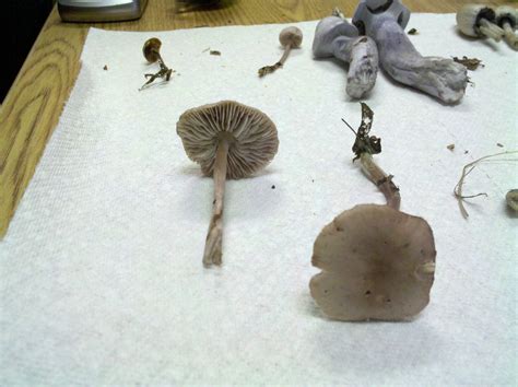 Alaska mushroom find, Need help identifying these please - Mushroom Hunting and Identification ...