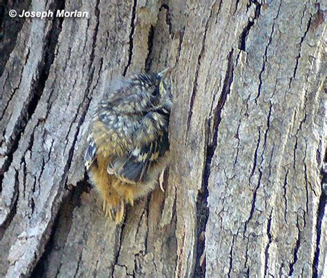 fledgling Brown creeper | Bird species, Beautiful birds, Creepers