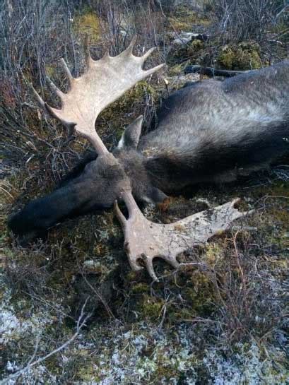 Moose Hunting Tips FAQ