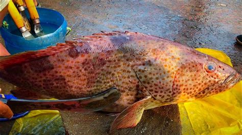 Delightful fish cutting skills,Big hamour fish cutting into pieces at Bangladesh fish market ...