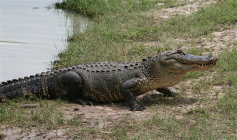 East Texas Gators and Wildlife Park – Texas | Tripomatic