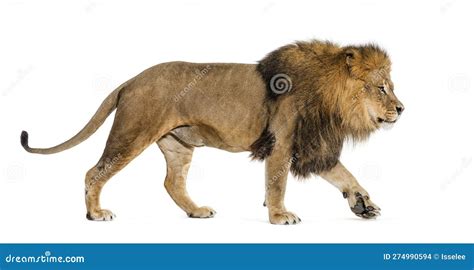 Side View of a Male Adult Lion Walking Away, Isolated on White Stock Photo - Image of feline ...