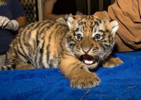 Baby Bengals Are GRRRREAT! - Baby Animal Zoo