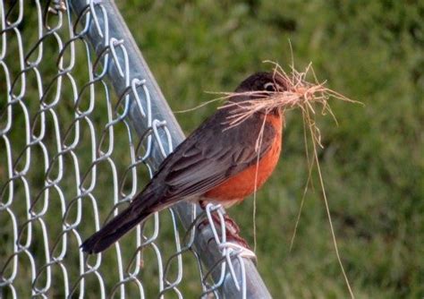 Robin building Nest - Birds and Blooms