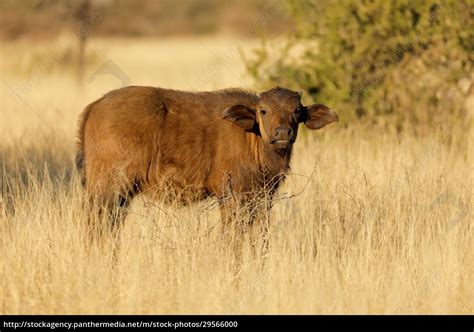 African buffalo calf in natural habitat - Lizenzfreies Foto - #29566000 ...