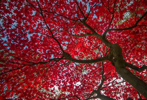 Download Canopy Red Fall Leaf Nature Tree HD Wallpaper