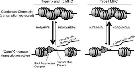 Schematic representing epigenetic histone modifications occurring in ...