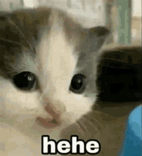 Cat Memes Cute Hehe Angry Hehe GIF | GIFDB.com