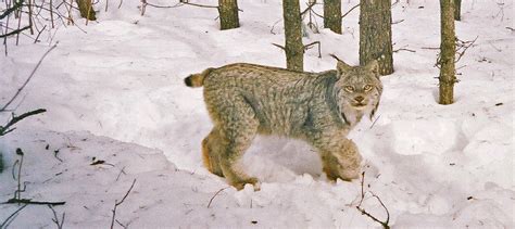 Watch: Something’s different about this Canada lynx - The Wildlife Society