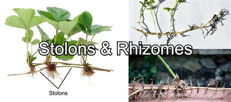 What are Stolons and Rhizomes? | Everything You Need To Know