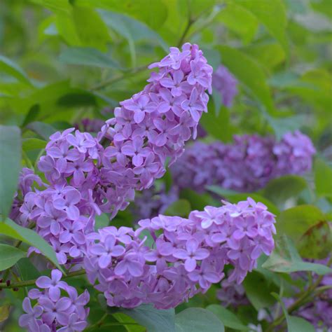 Unlock the Secrets to Lilac Propagation: Grow Stunning Shrubs from Suckers! - Flower Patch Farmhouse