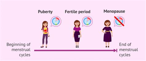 Stages of female fertility