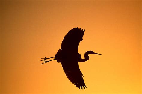 Great Blue Heron Flying At Sunset Photograph by Tom Vezo