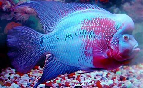 √ Aquarium Fish With Big Head | Fischlexikon