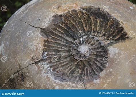 Imprint Fossil of an Ammonite Ammonoidea Stock Image - Image of natural, mineral: 161408675