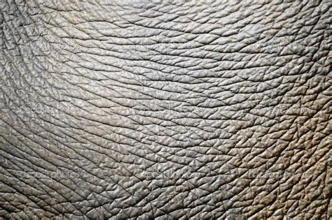 Elephant skin Stock Photo by ©anankkml 49080341