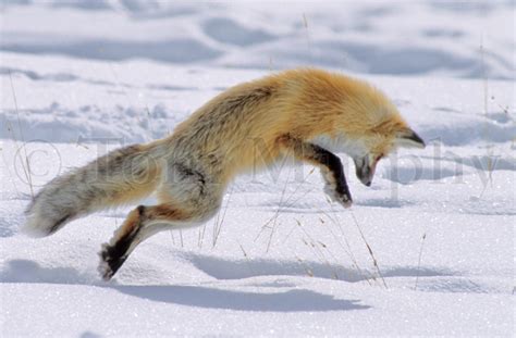 Red Fox Jumping – Tom Murphy Photography