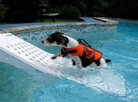 Pet Ramps For Large Dogs Pool Ramp Safety Skamper Step Pup Ladder Water | Dog pool, Dog pool ...