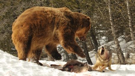 bear vs wolf - Bears & Animals Background Wallpapers on Desktop Nexus (Image 1629547)