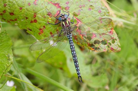 Hairy Dragonfly - British Dragonfly Society