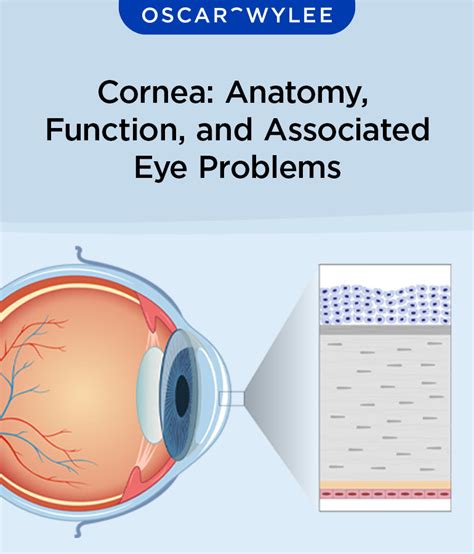 Cornea: Anatomy, Types, Function, and Associated Eye Problems