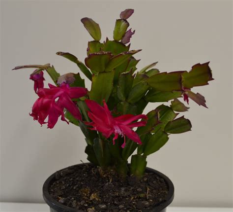 Zygo Cactus Pink/Red 1.3L - Springvale Garden Centre