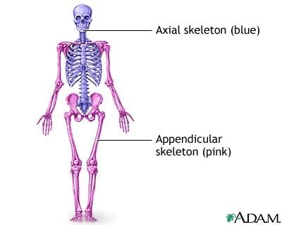 A&P I Ch. 7 Learning Objectives: Axial & Appendicular Skeleton Flashcards | Quizlet