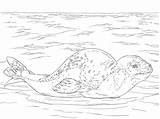 Leopard Seal Coloring Pages  Cool sketch template