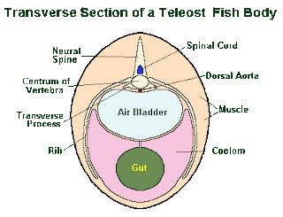 Thalassic Explorations: Swim Bladder