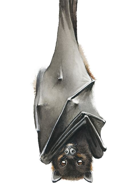 Watercolor bat by me : r/Watercolor