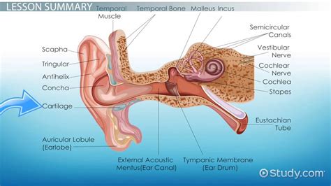 Ear Cartilage Diagram