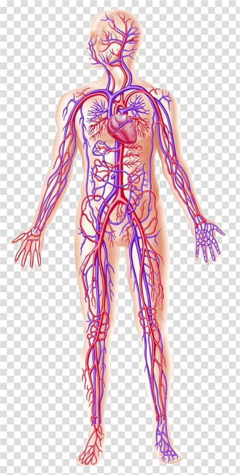 Anatomy Of A Blood Vessel