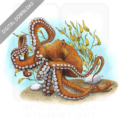 Stock Art Drawing of a Larger Pacific Striped Octopus - inkart