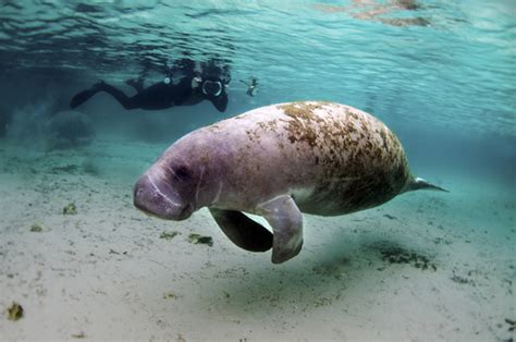 Florida manatee moved off the endangered species list :: Wetpixel.com