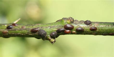 How to Identify and Get Rid of Scale on Plants