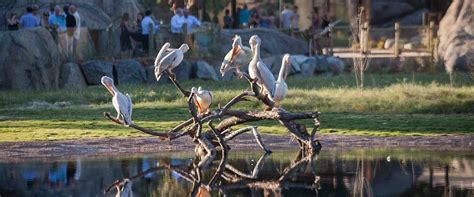 African Adventure, Fresno Chaffee Zoo, Fresno, California, USA by The Portico Group | Zoo ...