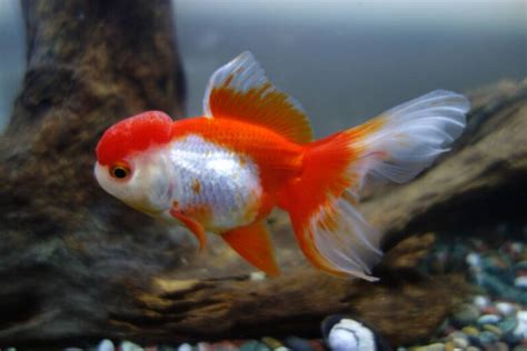 Oranda Goldfish • Care Guide (Tank Setup, Mates & Diet)