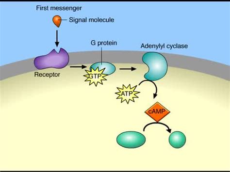 Signal Transduction | Jacksonville High