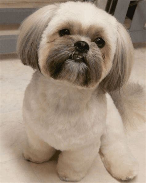 Shih Tzu Haircuts - Shih Tzu Haircuts Best 6 - Shih Tzu Buzz