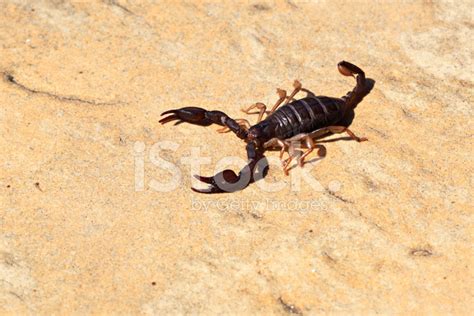 Small Scorpion Stock Photos - FreeImages.com