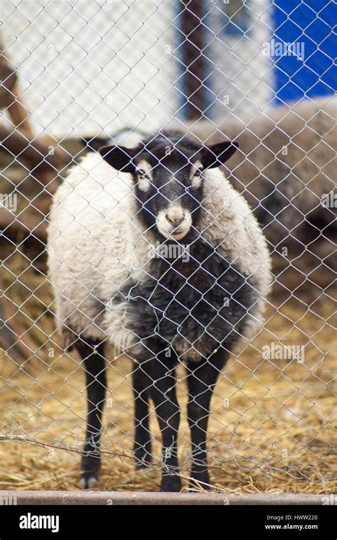 Romanov sheep breed in a pen at the home farm in Australia Stock Photo - Alamy