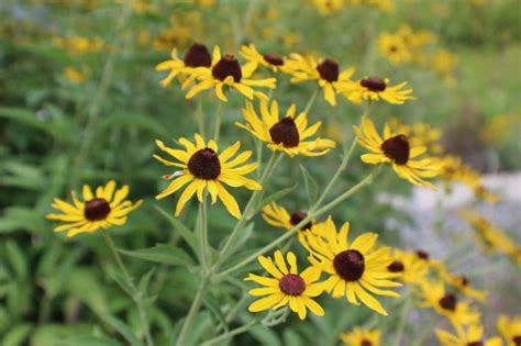 Sweet Black-Eyed Susan | Wildflower Seeds | Pure Air Natives