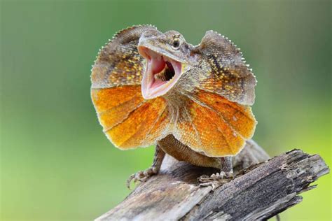 Frilled Neck Lizard: Facts, Habitat, and Their Temperament