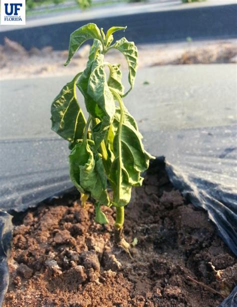 Pepper, bell | Diseases and Pests, Description, Uses, Propagation