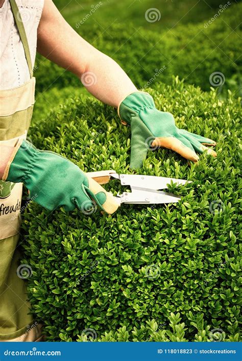 Female Gardener Pruning a Buxus Formal Privet Hedge Stock Image - Image ...