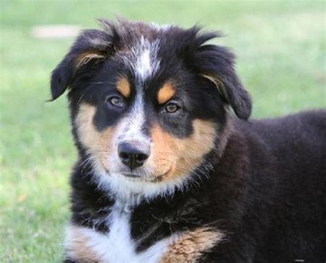 Bernese Australian Shepherd Mix - MICXEP