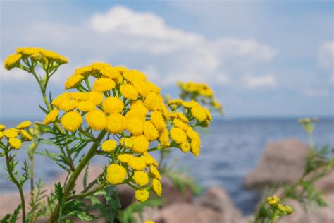 Ingredient Highlight: Blue Tansy – Graydon Skincare